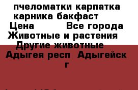 пчеломатки карпатка карника бакфаст F-1 › Цена ­ 800 - Все города Животные и растения » Другие животные   . Адыгея респ.,Адыгейск г.